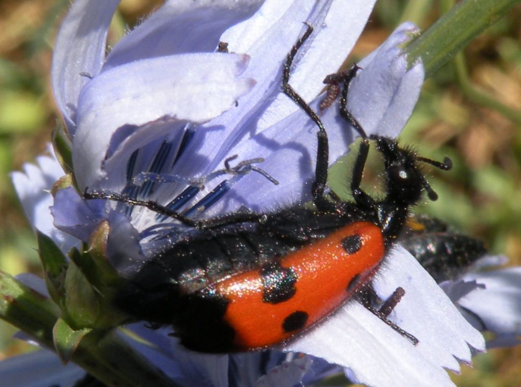 Identificazioni azzardate